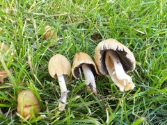 Coprinopsis atramentaria