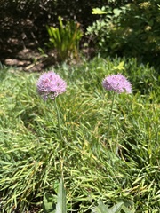Allium senescens