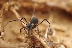 Nemastoma bimaculatum