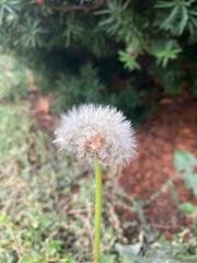 Taraxacum erythrospermum
