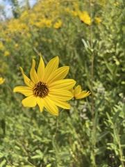 Helianthus pauciflorus