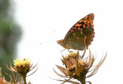 Argynnis pandora