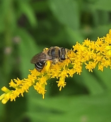 Colletes