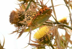 Argynnis pandora