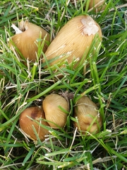 Coprinopsis atramentaria