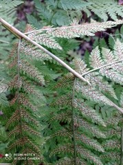 Athyrium filix-femina