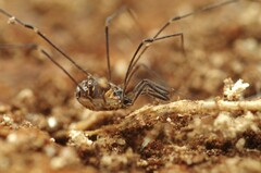 Mitostoma chrysomelas