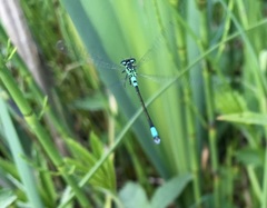 Coenagrion armatum