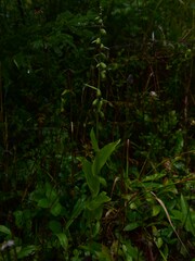 Epipactis helleborine