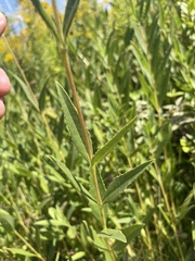 Helianthus pauciflorus