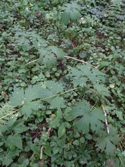 Aconitum lasiostomum