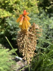 Kniphofia uvaria