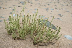 Cakile maritima euxina