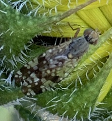 Neotephritis finalis