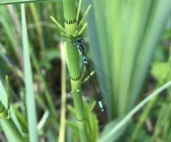 Coenagrion armatum