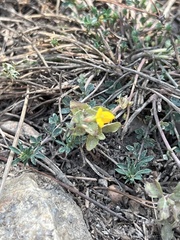 Acmispon brachycarpus