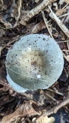 Russula parazurea