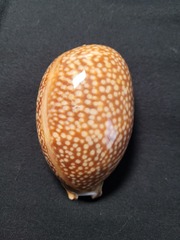 Macrocypraea cervus
