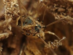 Leiobunum blackwalli