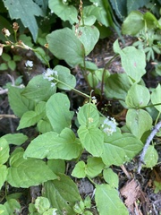 Circaea alpina pacifica