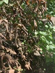 Syringa