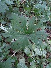 Aconitum lasiostomum