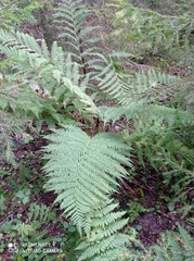 Athyrium filix-femina