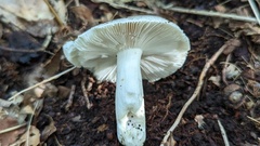 Russula parazurea