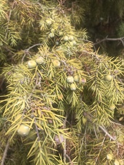 Juniperus