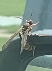 Polistes exclamans