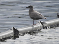 Larus glaucescens × hyperboreus