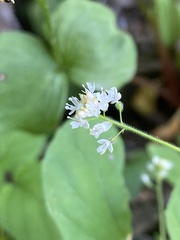 Circaea alpina pacifica