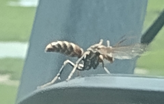 Polistes exclamans