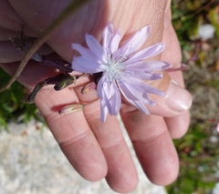 Lactucinae