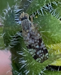 Neotephritis finalis