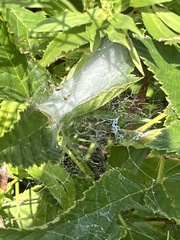 Frontinella pyramitela