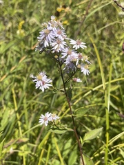 Symphyotrichum drummondii