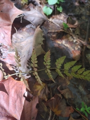 Cystopteris protrusa