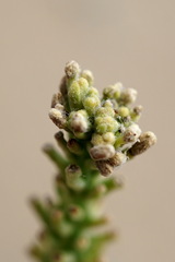 Cakile maritima euxina