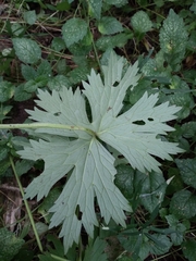 Aconitum lasiostomum
