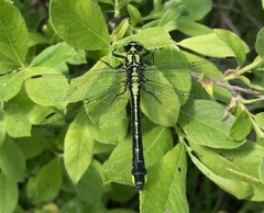 Gomphus vulgatissimus