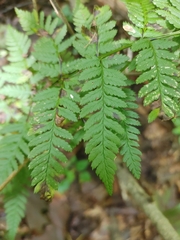 Dryopteris carthusiana