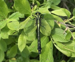Gomphus vulgatissimus