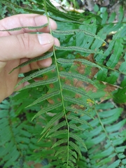 Homalosorus pycnocarpos