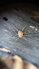 Oligolophinae