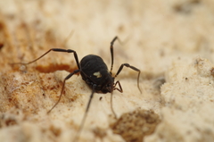 Nemastoma bimaculatum