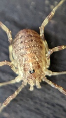 Oligolophinae
