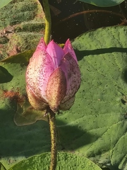 Nelumbo nucifera