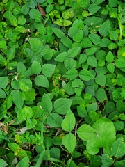 Aegopodium podagraria