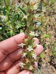 Echiostachys incanus